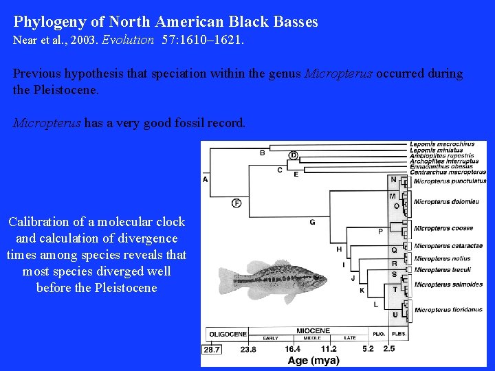 Phylogeny of North American Black Basses Near et al. , 2003. Evolution 57: 1610–
