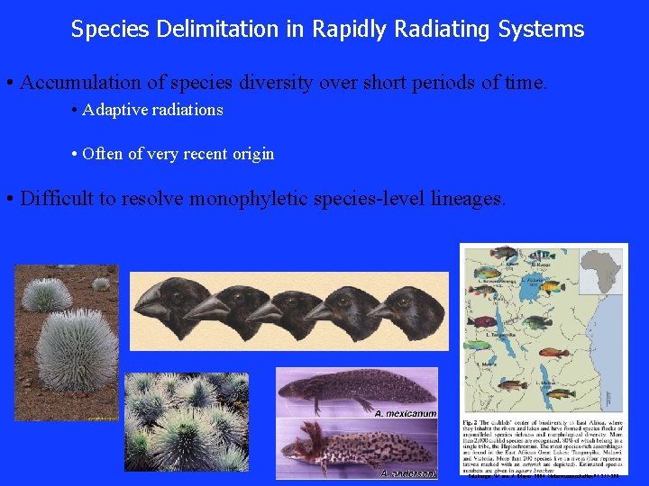 Species Delimitation in Rapidly Radiating Systems • Accumulation of species diversity over short periods