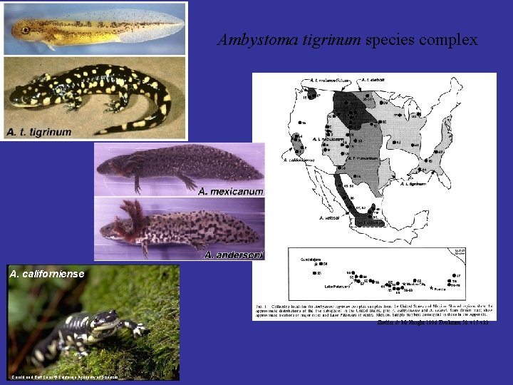 Ambystoma tigrinum species complex A. californiense Shaffer & Mc. Knight 1996 Evolution 50: 417