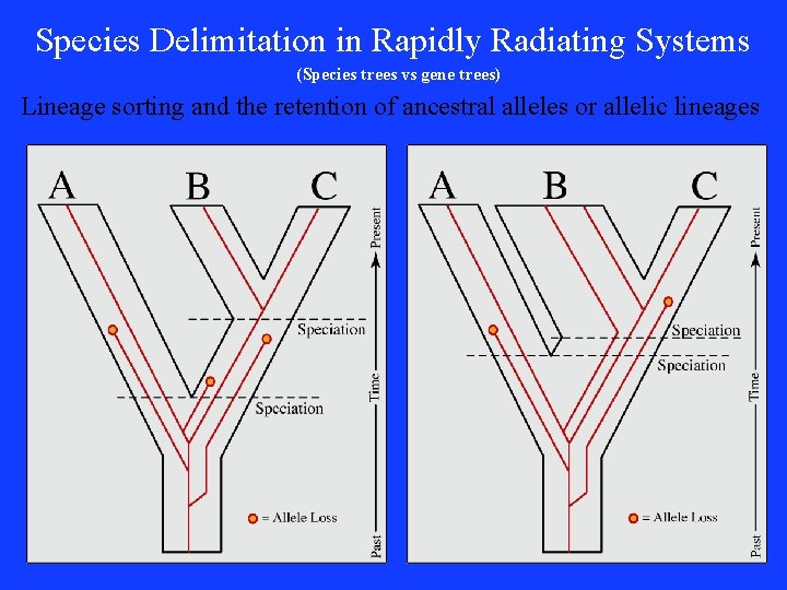 Species Delimitation in Rapidly Radiating Systems (Species trees vs gene trees) Lineage sorting and