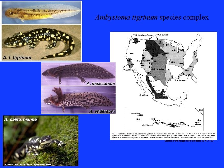 Ambystoma tigrinum species complex A. californiense Shaffer & Mc. Knight 1996 Evolution 50: 417
