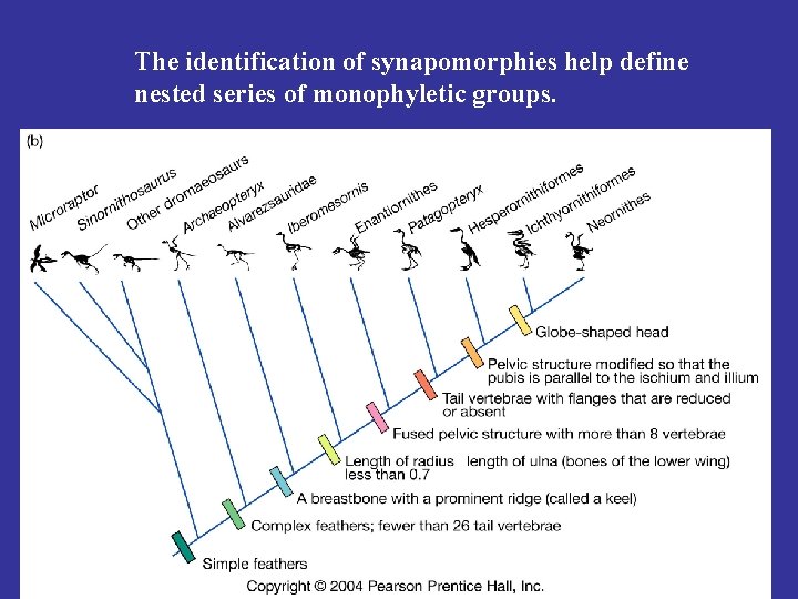 The identification of synapomorphies help define nested series of monophyletic groups. 