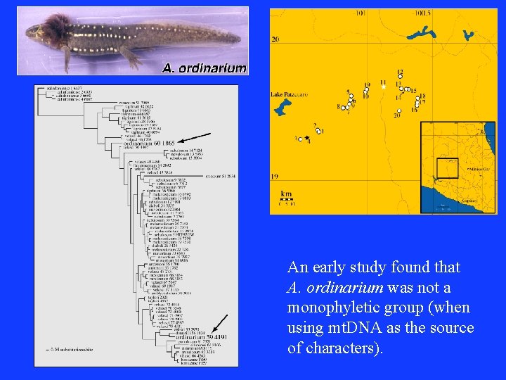 An early study found that A. ordinarium was not a monophyletic group (when using