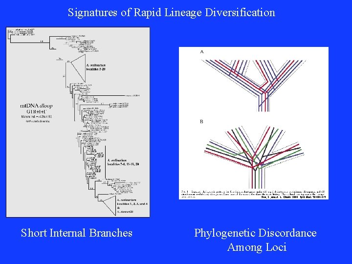 Signatures of Rapid Lineage Diversification Poe, S. , and A. L. Chubb. 2004. Syst.