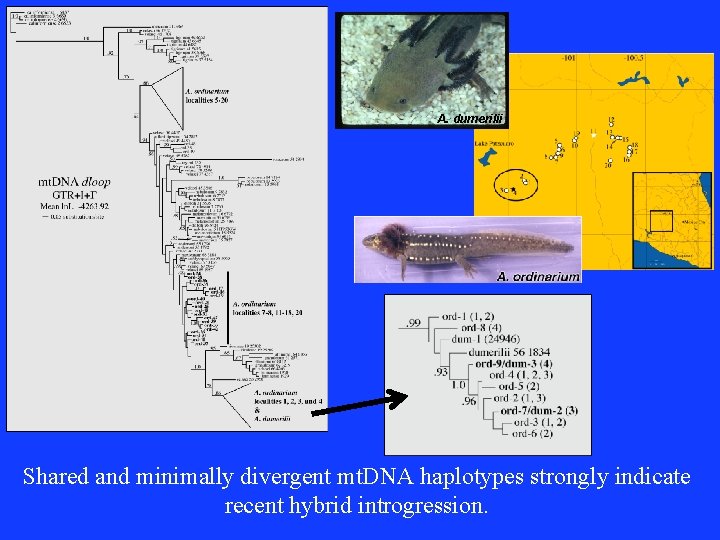 A. dumerilii Shared and minimally divergent mt. DNA haplotypes strongly indicate recent hybrid introgression.