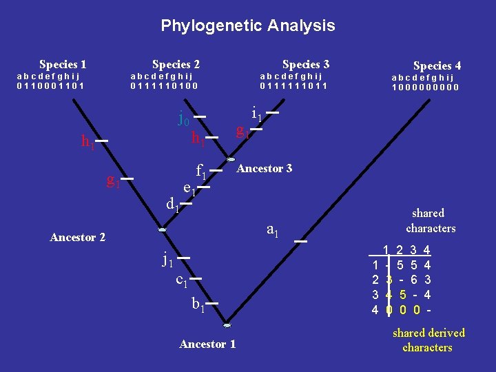 Phylogenetic Analysis Species 1 Species 2 abcdefghij 0110001101 Species 3 abcdefghij 0111110100 j 0