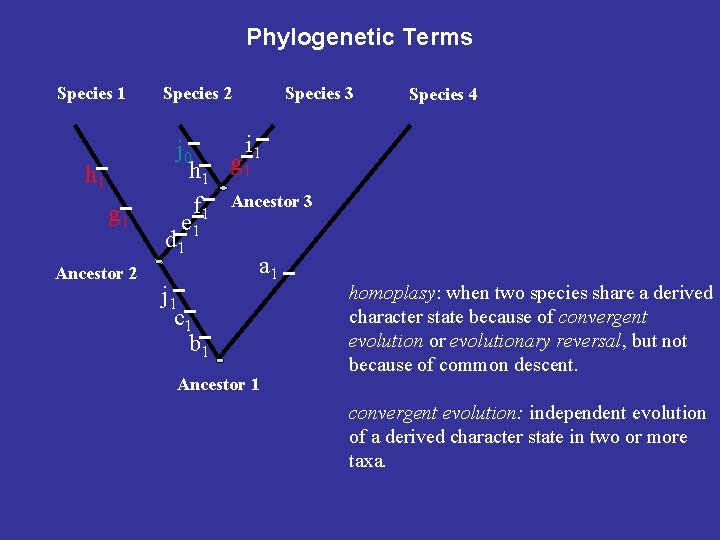 Phylogenetic Terms Species 1 h 1 g 1 Ancestor 2 Species 3 Species 4