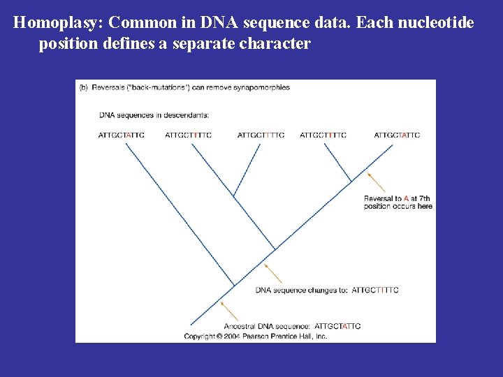 Homoplasy: Common in DNA sequence data. Each nucleotide position defines a separate character 