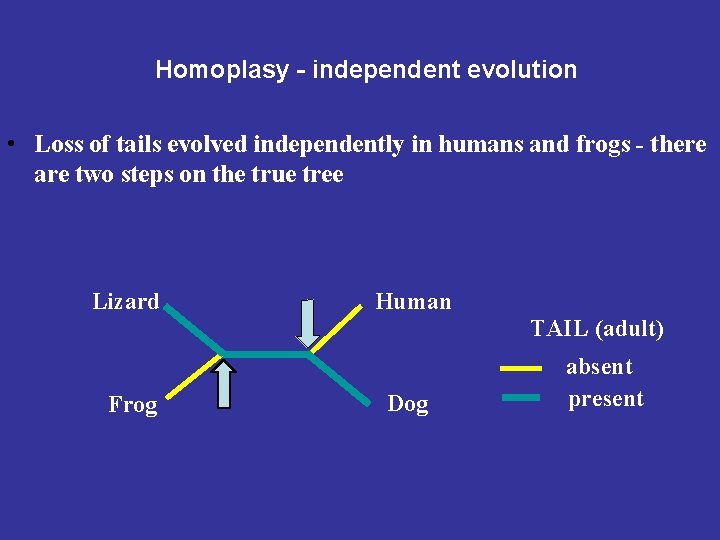 Homoplasy - independent evolution • Loss of tails evolved independently in humans and frogs