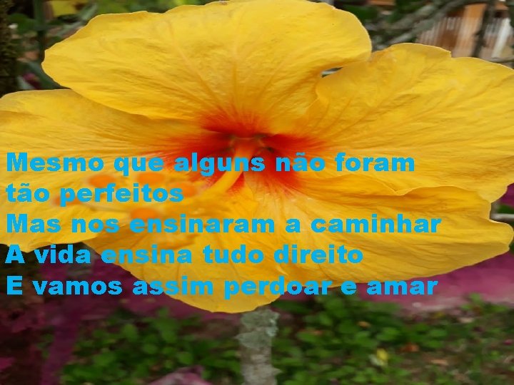 Mesmo que alguns não foram tão perfeitos Mas nos ensinaram a caminhar A vida