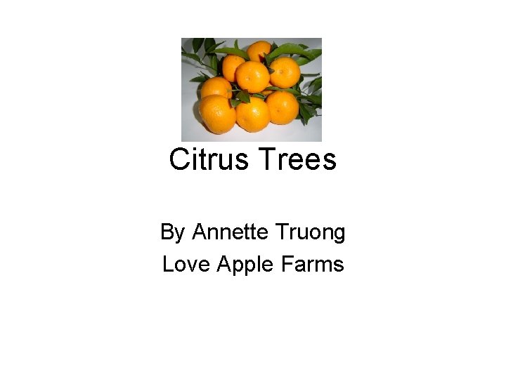Citrus Trees By Annette Truong Love Apple Farms 