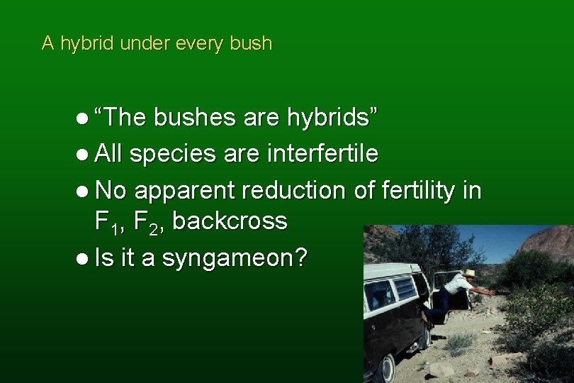 A hybrid under every bush l “The bushes are hybrids” l All species are