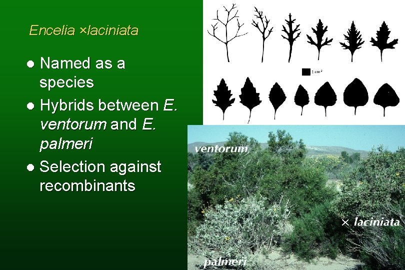 Encelia ×laciniata Named as a species l Hybrids between E. ventorum and E. palmeri