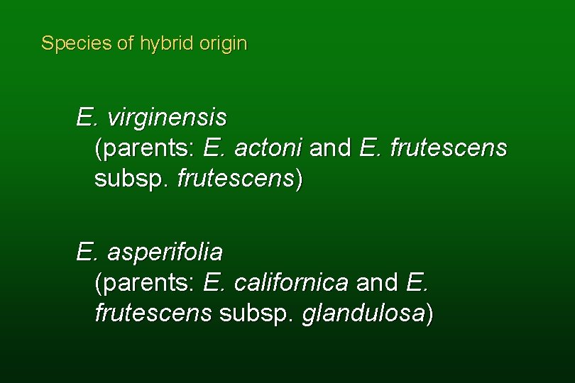 Species of hybrid origin E. virginensis (parents: E. actoni and E. frutescens subsp. frutescens)