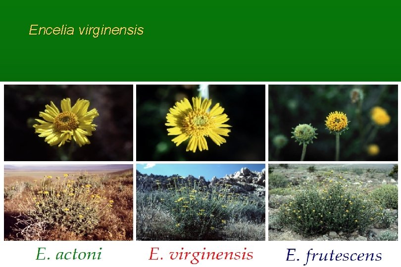 Encelia virginensis 