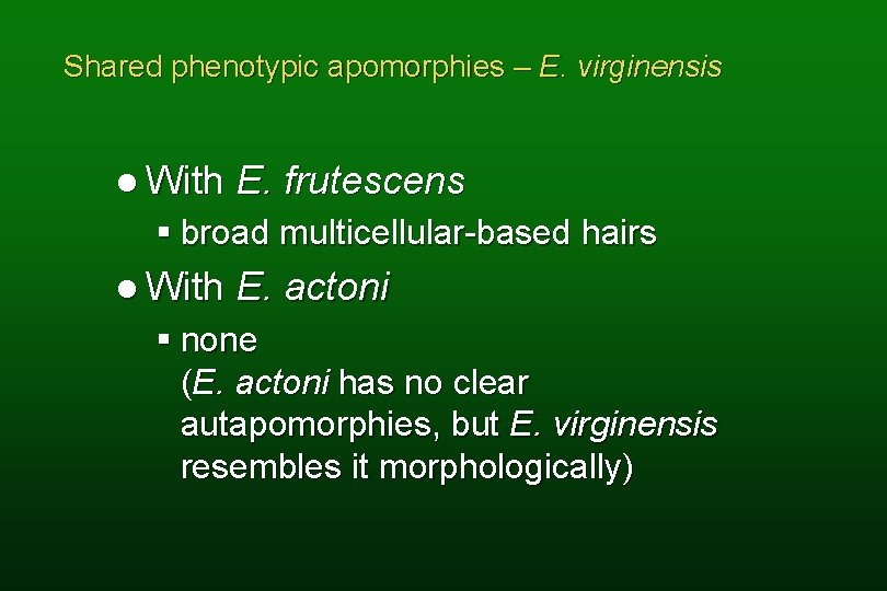 Shared phenotypic apomorphies – E. virginensis l With E. frutescens § broad multicellular-based hairs