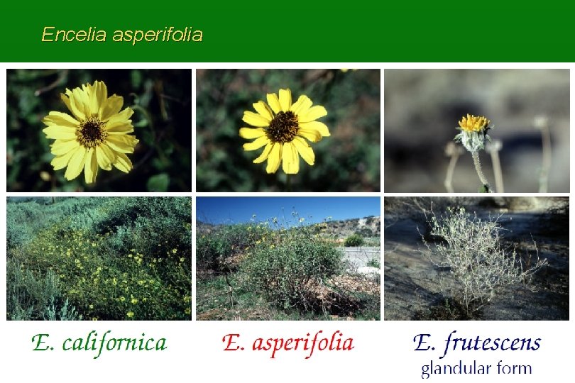 Encelia asperifolia 