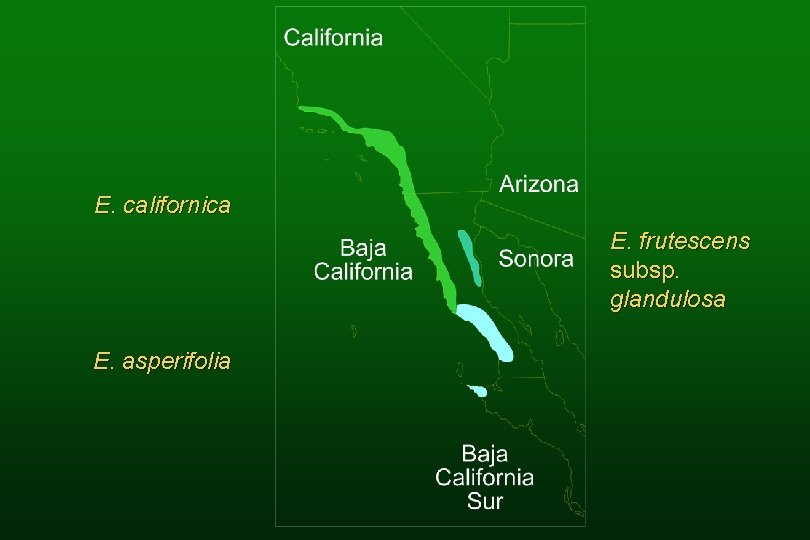 E. californica E. frutescens subsp. glandulosa E. asperifolia 