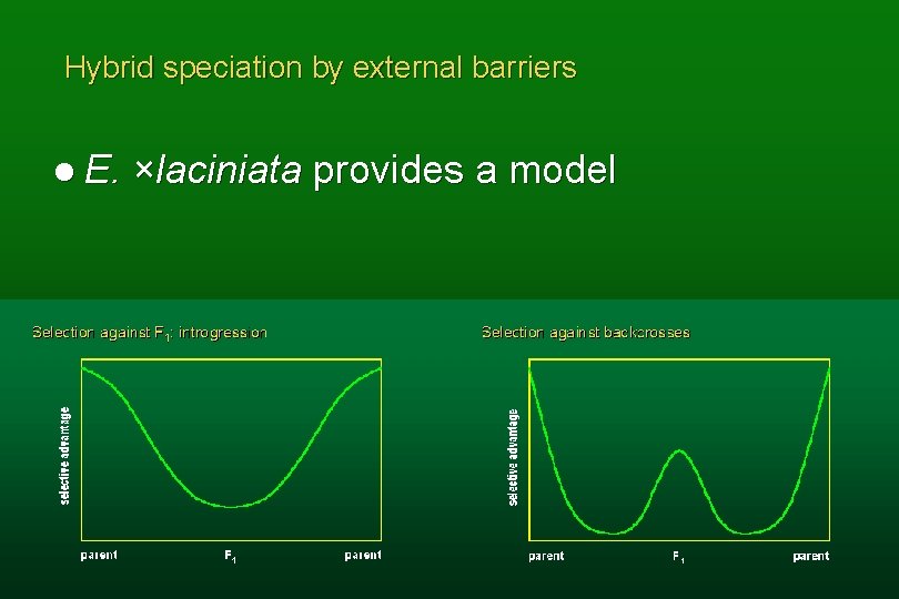 Hybrid speciation by external barriers l E. ×laciniata provides a model 