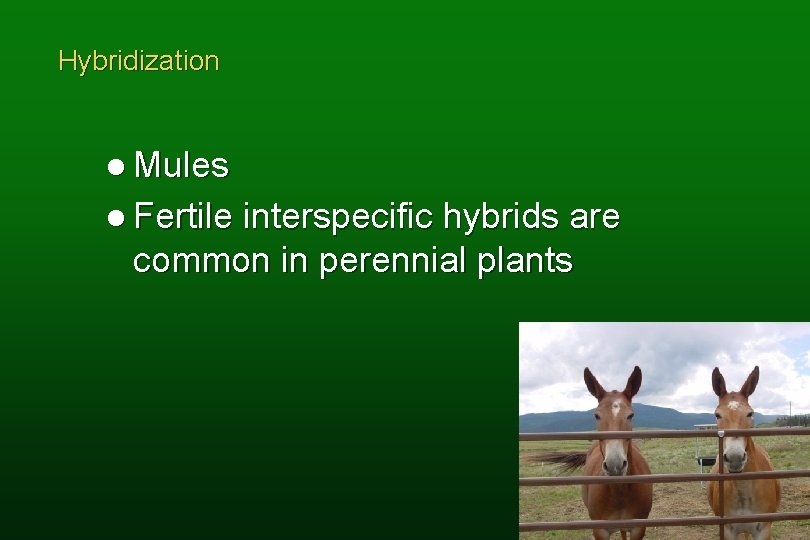 Hybridization l Mules l Fertile interspecific hybrids are common in perennial plants 