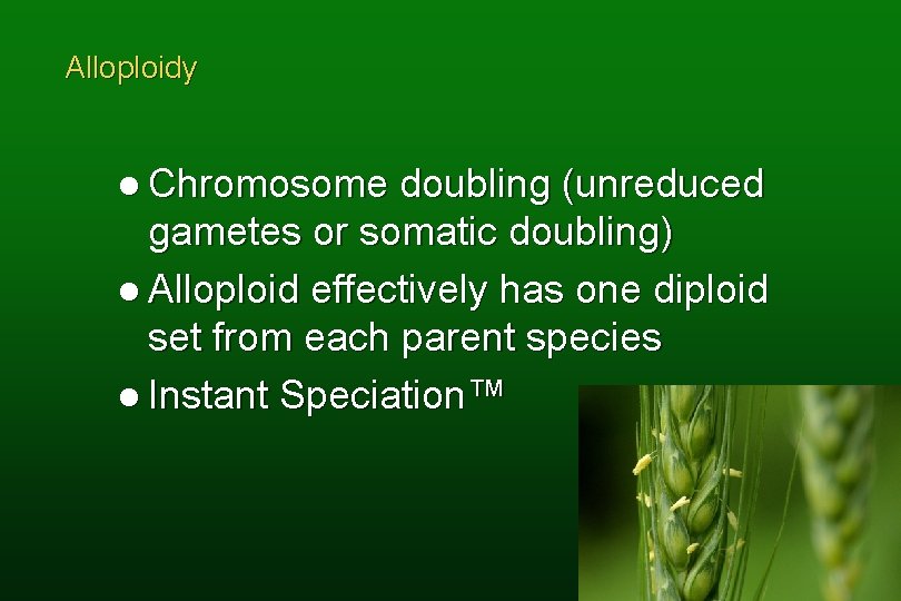 Alloploidy l Chromosome doubling (unreduced gametes or somatic doubling) l Alloploid effectively has one