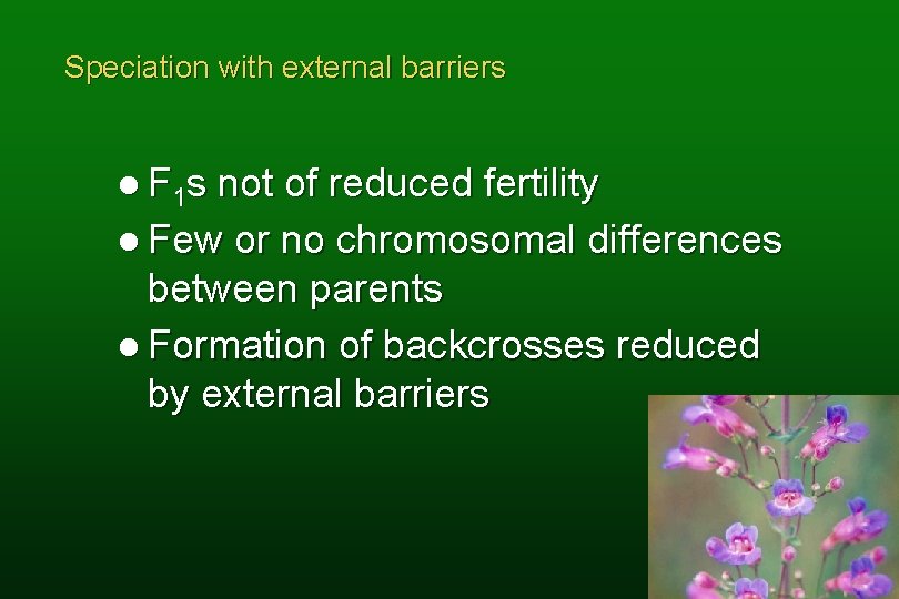 Speciation with external barriers l F 1 s not of reduced fertility l Few