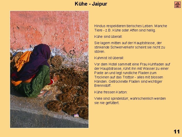 Kühe - Jaipur Hindus respektieren tierisches Leben. Manche Tiere - z. B. Kühe oder