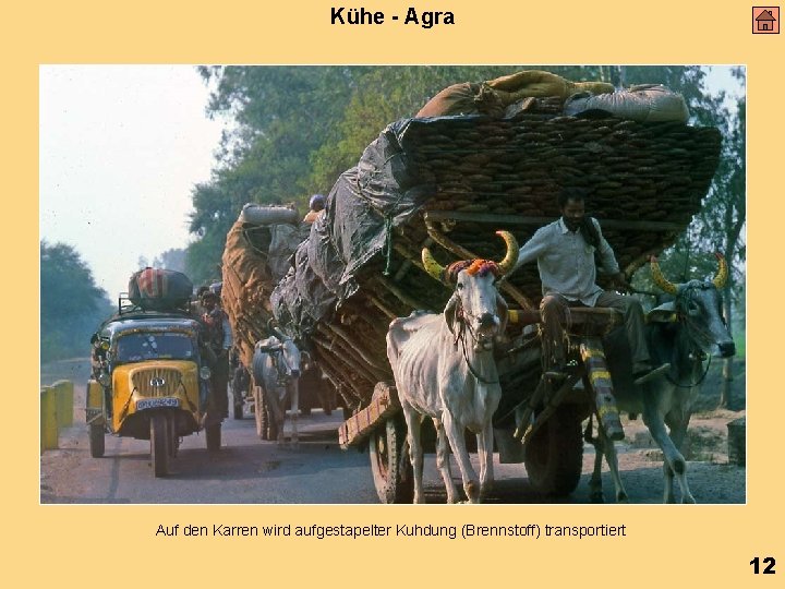 Kühe - Agra Auf den Karren wird aufgestapelter Kuhdung (Brennstoff) transportiert 12 
