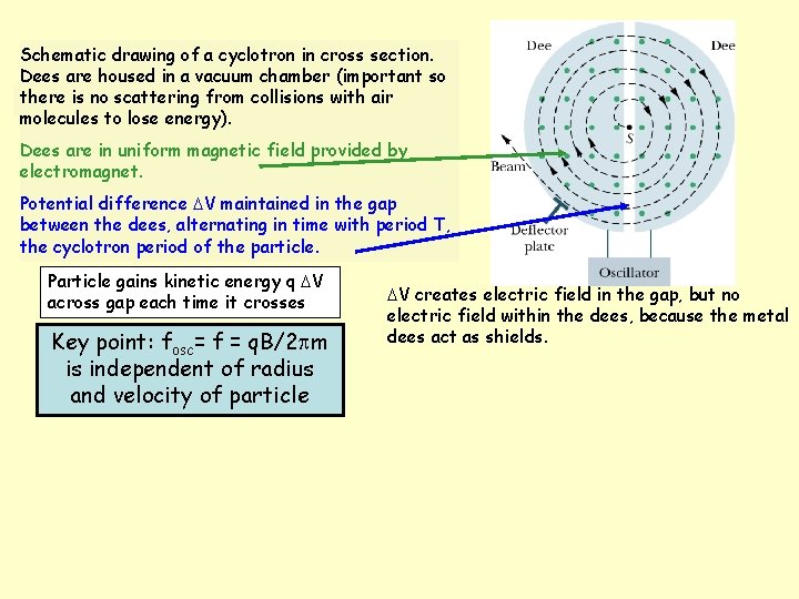 Schematic drawing of a cyclotron in cross section. Dees are housed in a vacuum