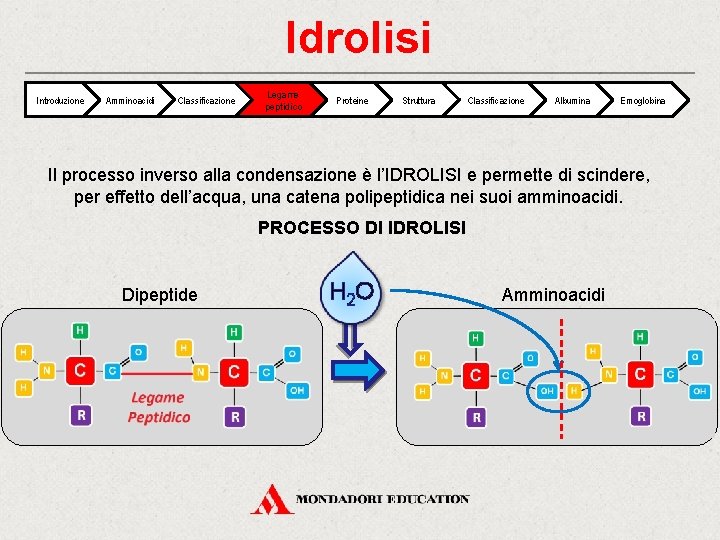 Idrolisi Introduzione Amminoacidi Classificazione Legame peptidico Proteine Struttura Classificazione Albumina Emoglobina Il processo inverso