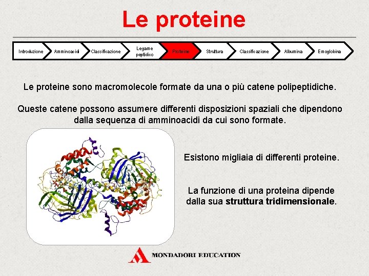 Le proteine Introduzione Amminoacidi Classificazione Legame peptidico Proteine Struttura Classificazione Albumina Emoglobina Le proteine