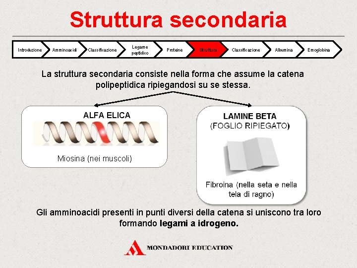 Struttura secondaria Introduzione Amminoacidi Classificazione Legame peptidico Proteine Struttura Classificazione Albumina Emoglobina La struttura