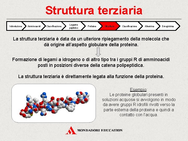 Struttura terziaria Introduzione Amminoacidi Classificazione Legame peptidico Proteine Struttura Classificazione Albumina Emoglobina La struttura