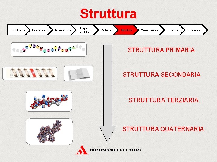 Struttura Introduzione Amminoacidi Classificazione Gl L Ly V Gl L Al Gl H s