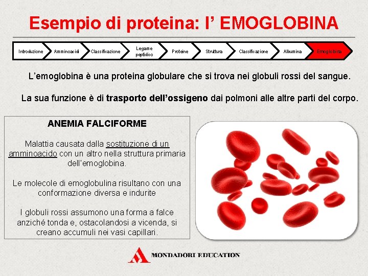 Esempio di proteina: l’ EMOGLOBINA Introduzione Amminoacidi Classificazione Legame peptidico Proteine Struttura Classificazione Albumina