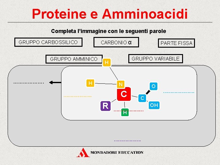 Proteine e Amminoacidi Completa l’immagine con le seguenti parole CARBONIO α GRUPPO CARBOSSILICO GRUPPO