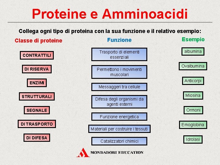 Proteine e Amminoacidi Collega ogni tipo di proteina con la sua funzione e il