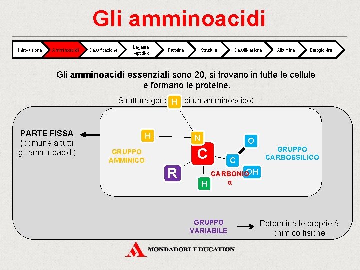 Gli amminoacidi Introduzione Amminoacidi Classificazione Legame peptidico Proteine Struttura Classificazione Albumina Emoglobina Gli amminoacidi