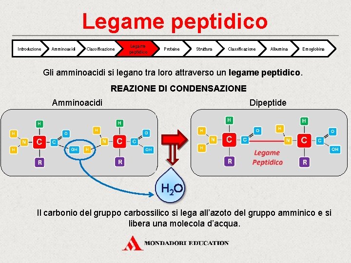 Legame peptidico Introduzione Amminoacidi Classificazione Legame peptidico Proteine Struttura Classificazione Albumina Emoglobina Gli amminoacidi