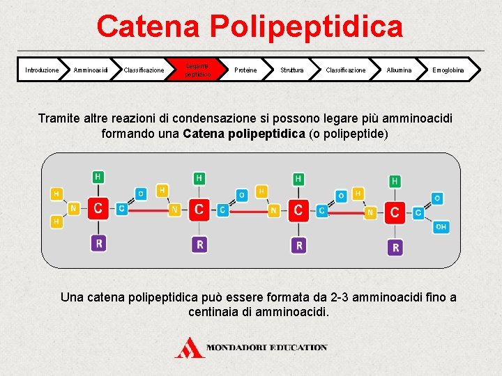 Catena Polipeptidica Introduzione Amminoacidi Classificazione Legame peptidico Proteine Struttura Classificazione Albumina Emoglobina Tramite altre