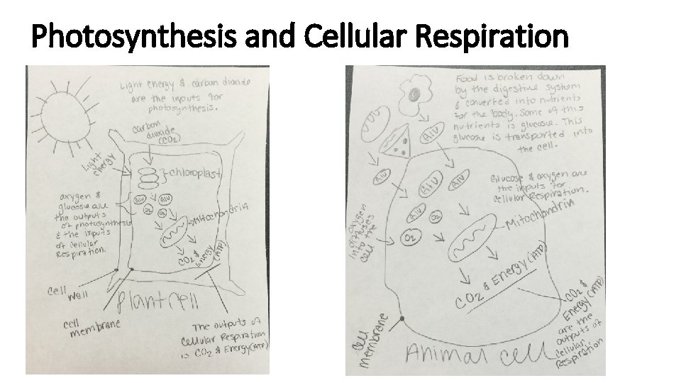 Photosynthesis and Cellular Respiration 