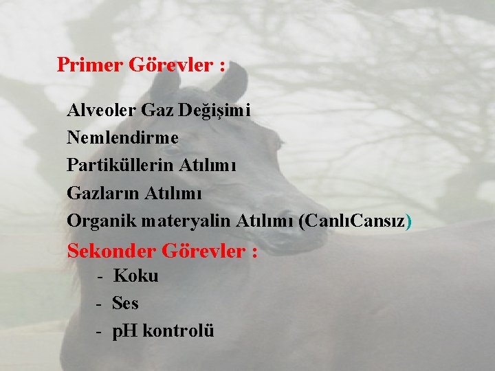 Primer Görevler : Alveoler Gaz Değişimi Nemlendirme Partiküllerin Atılımı Gazların Atılımı Organik materyalin Atılımı