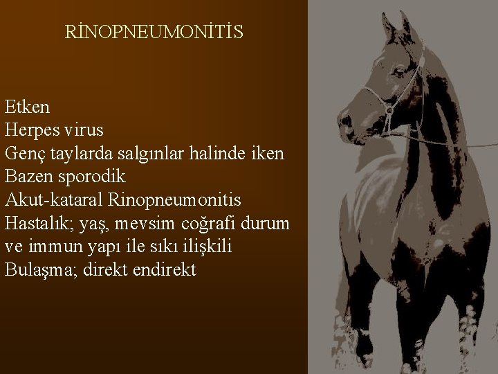 RİNOPNEUMONİTİS Etken Herpes virus Genç taylarda salgınlar halinde iken Bazen sporodik Akut kataral Rinopneumonitis
