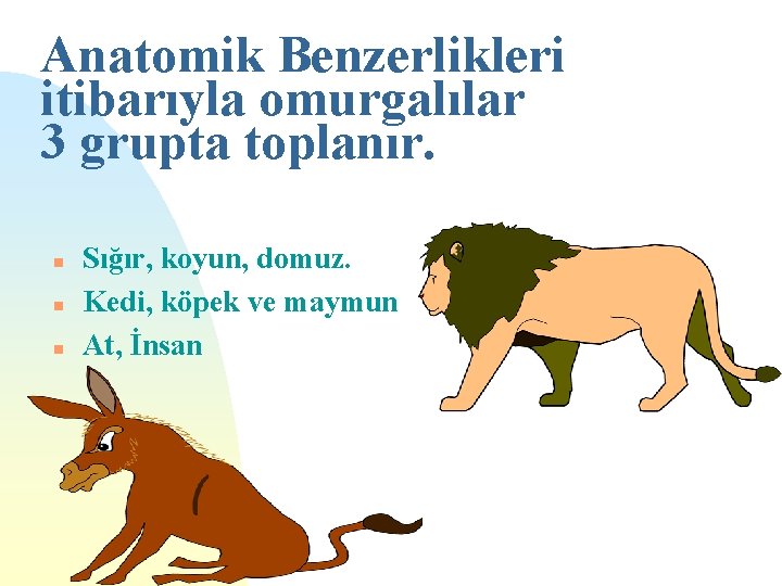 Anatomik Benzerlikleri itibarıyla omurgalılar 3 grupta toplanır. n n n Sığır, koyun, domuz. Kedi,