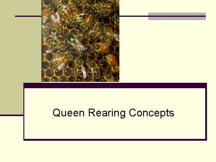 Queen Rearing Concepts 