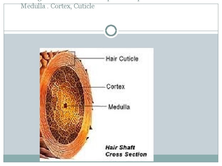 Medulla. Cortex, Cuticle Medulla. Cortex, Cuticle