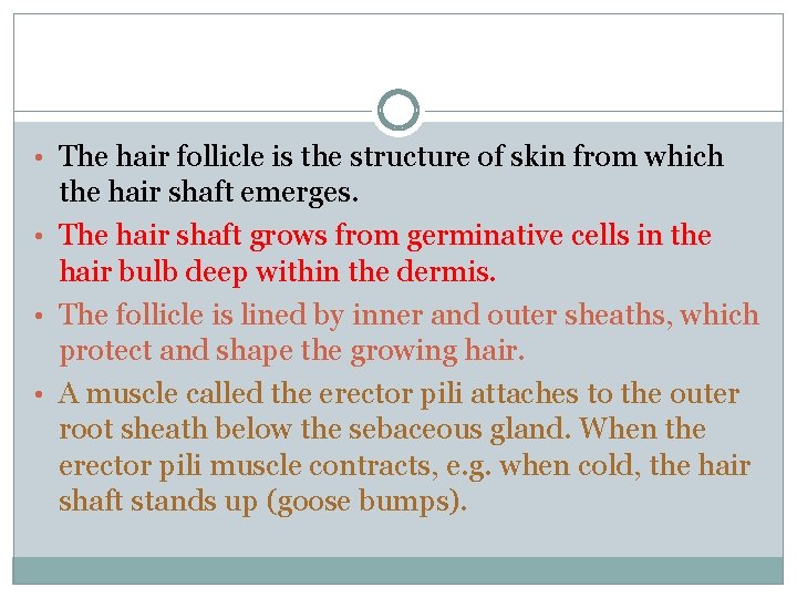  • The hair follicle is the structure of skin from which the hair