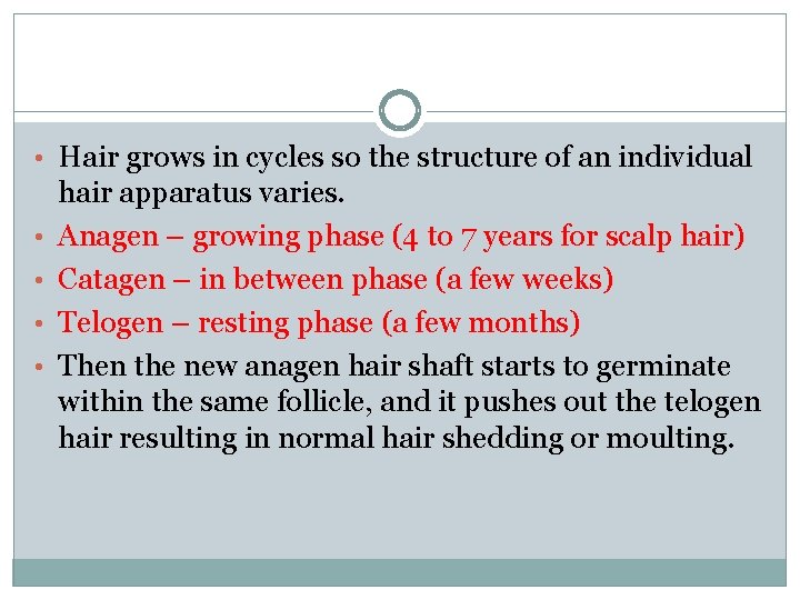  • Hair grows in cycles so the structure of an individual • •