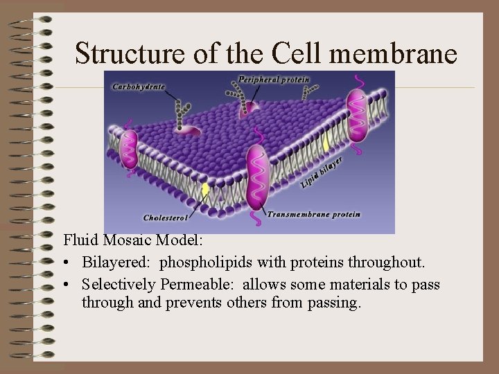 Structure of the Cell membrane Fluid Mosaic Model: • Bilayered: phospholipids with proteins throughout.