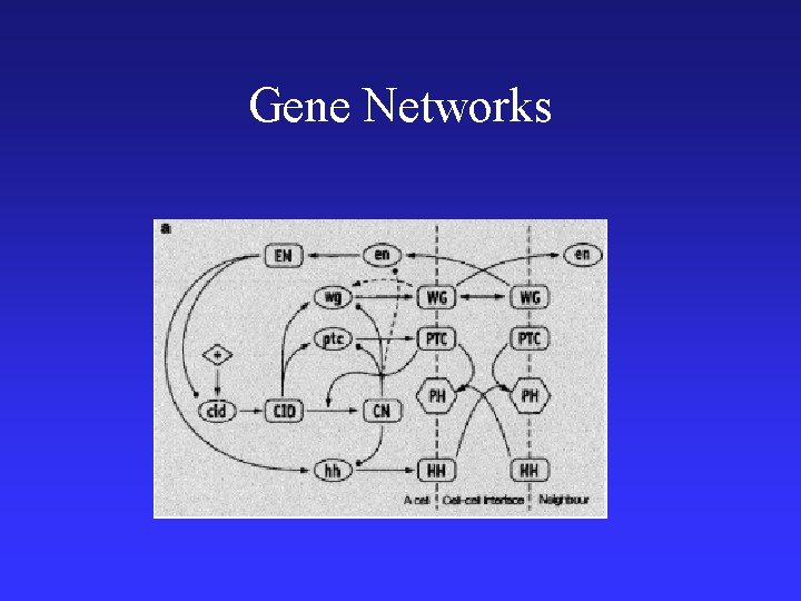 Gene Networks 
